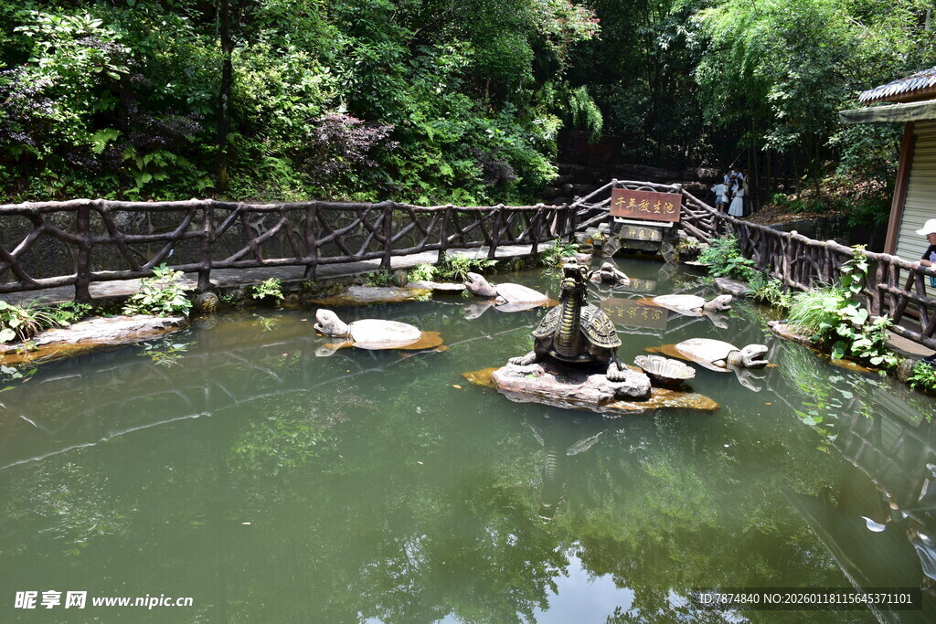 池塘中漂浮着多只动物