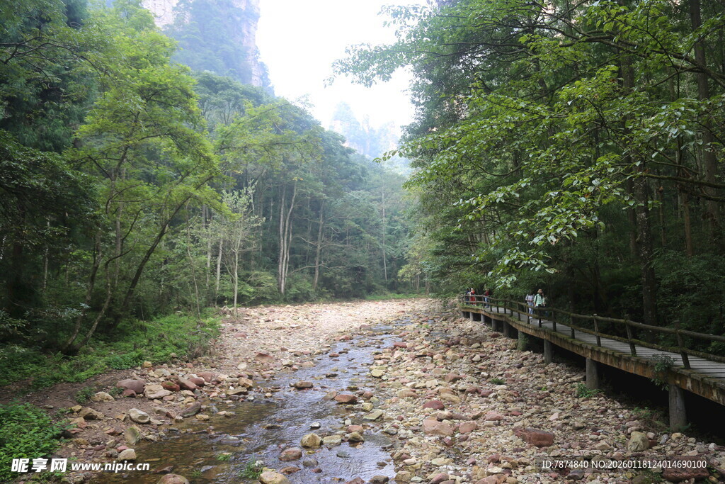 林间泥泞小道 自然之景