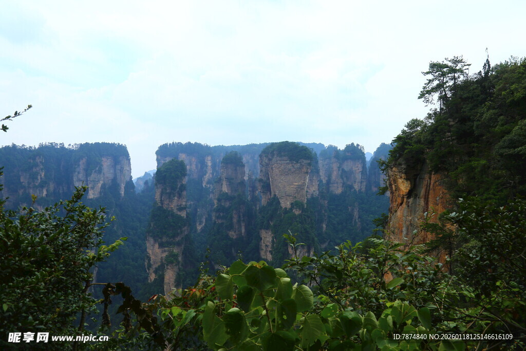 张家界奇峰屹立于山林间