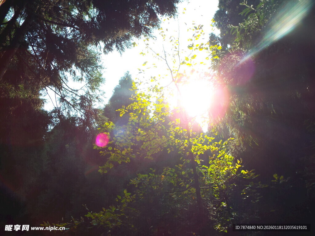 阳光穿透树林的美丽景象