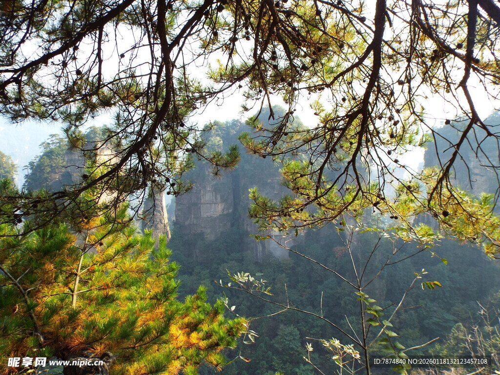 山林间繁茂枝叶与远处景致