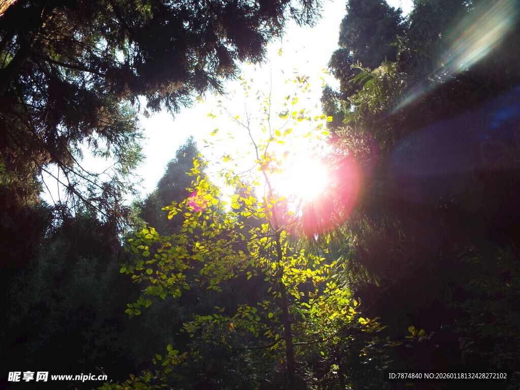 林间阳光穿透茂密枝叶