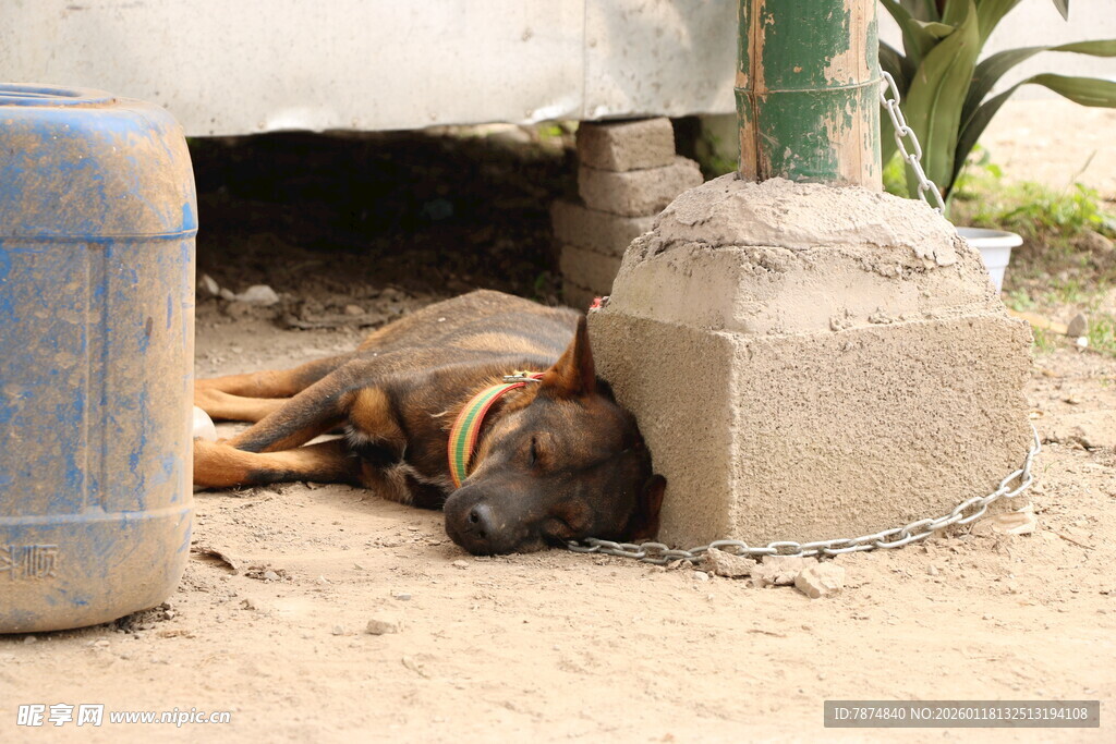 小狗在简易角落安然入睡