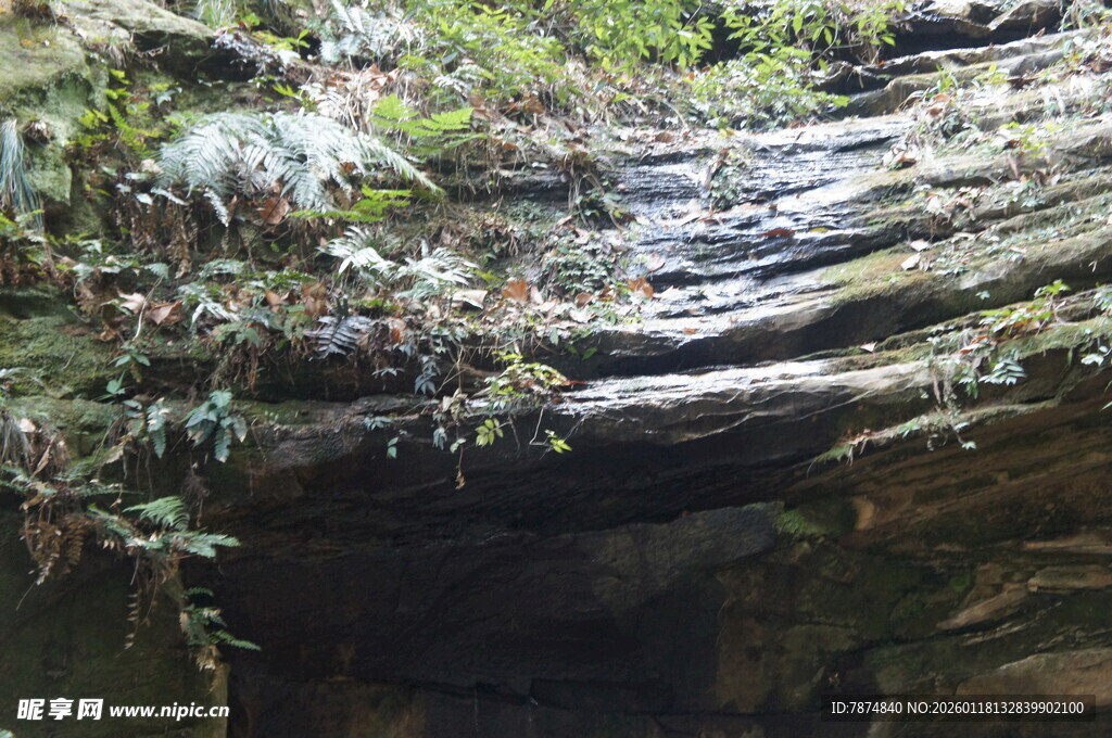 岩石上的繁茂绿植