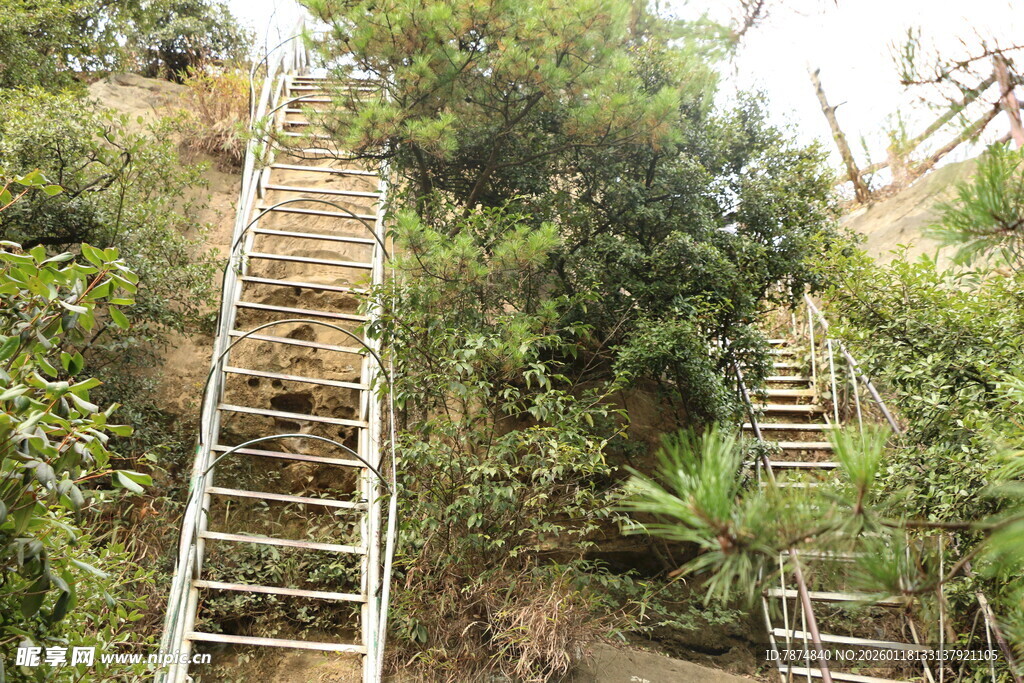 山间木梯穿行绿植间