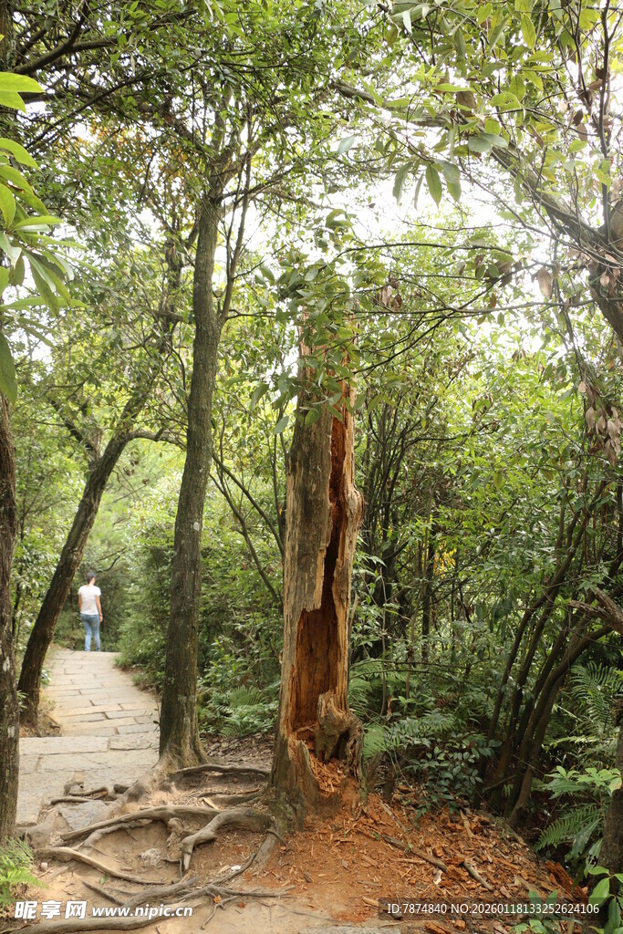 森林中遭雷击受损的树木