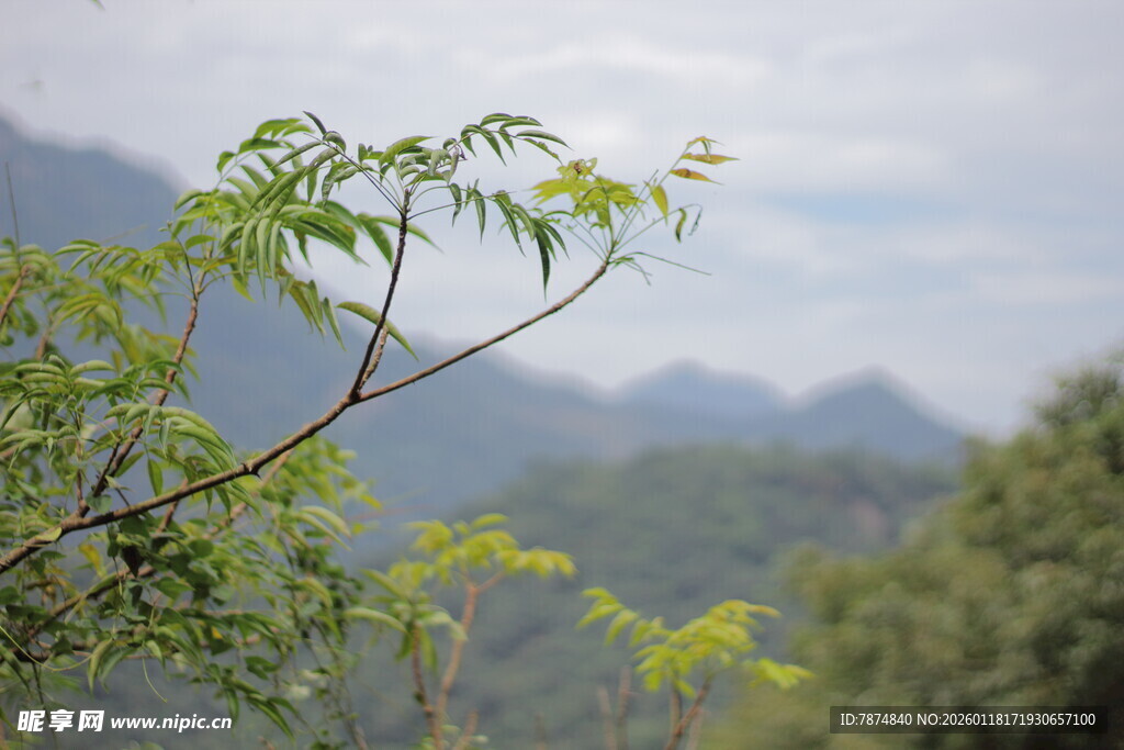 枝头新绿映远山