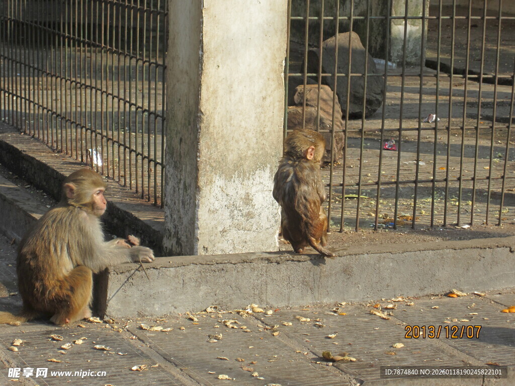 笼外蹲坐的猴子