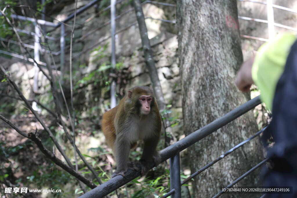 笼中猴子观察周围环境