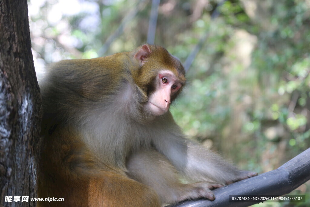 树旁休憩的猴子