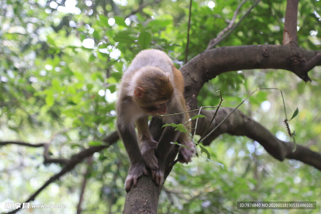 树枝上的猴子