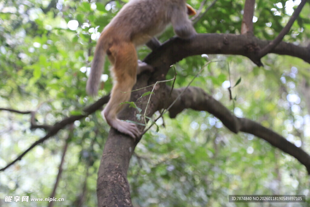 树上的猴子
