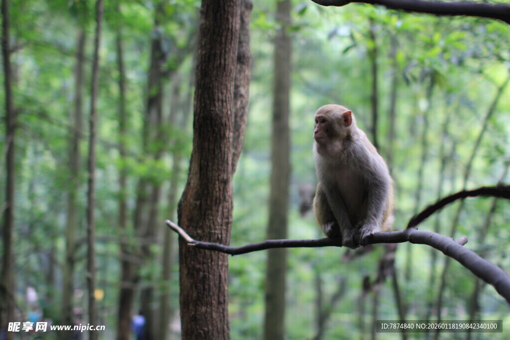 林间树枝上的可爱小猴