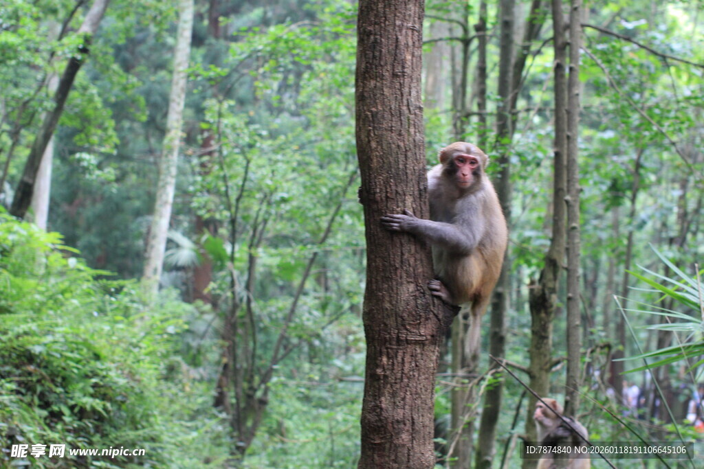 林间猴子抱树休憩