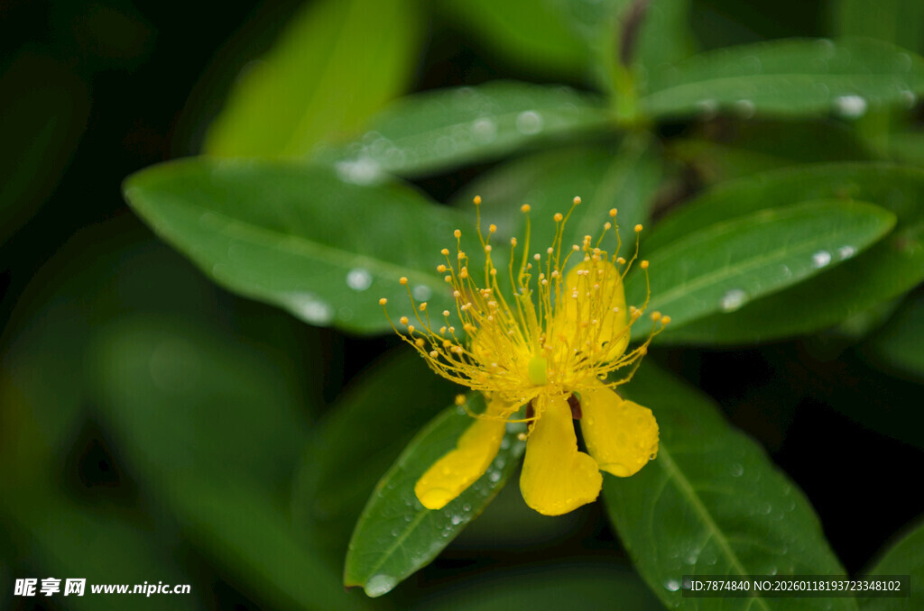 黄色小花带露珠的绿植