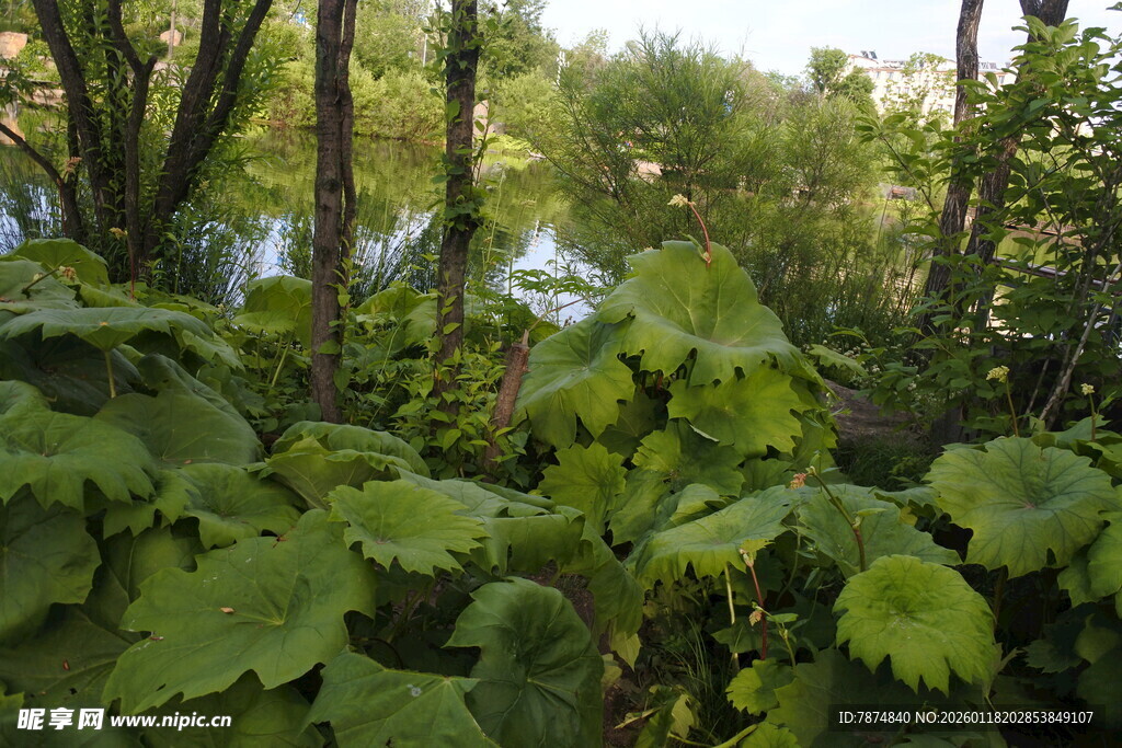 林间繁茂绿植景观