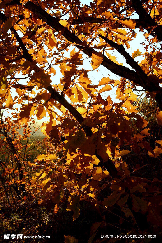 秋日林间斑斓树叶美景