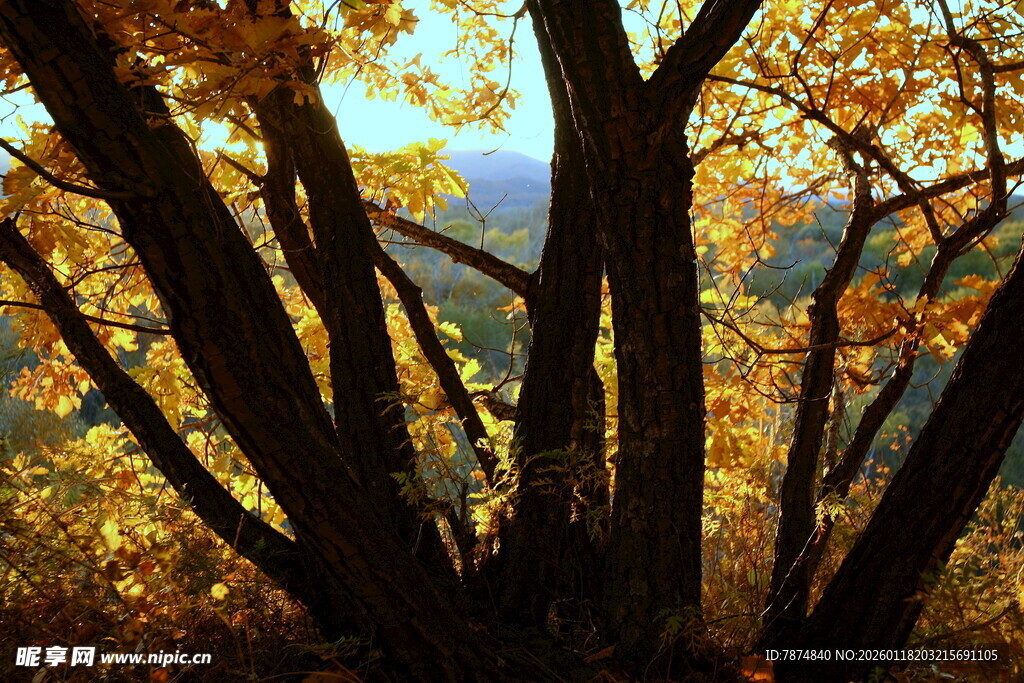 秋日树林中的斑斓树干