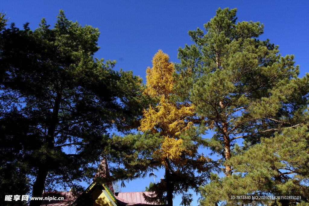 秋日林间的一抹金黄