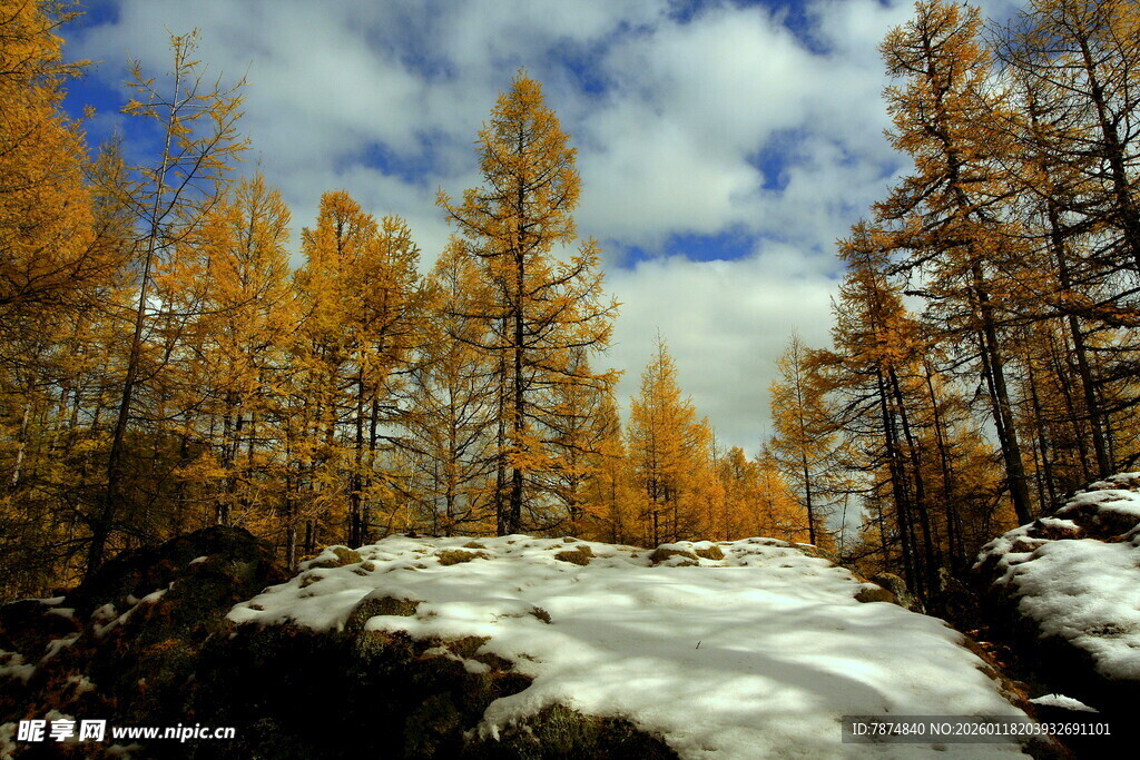 秋日雪山旁的金黄松林