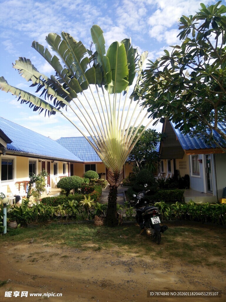 乡村庭院中的绿植与房屋