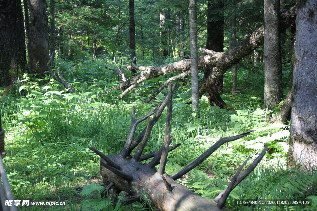 森林中倒伏的枯木与绿植