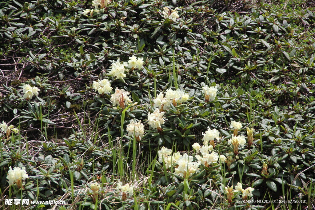 白色花朵绽放于绿植间