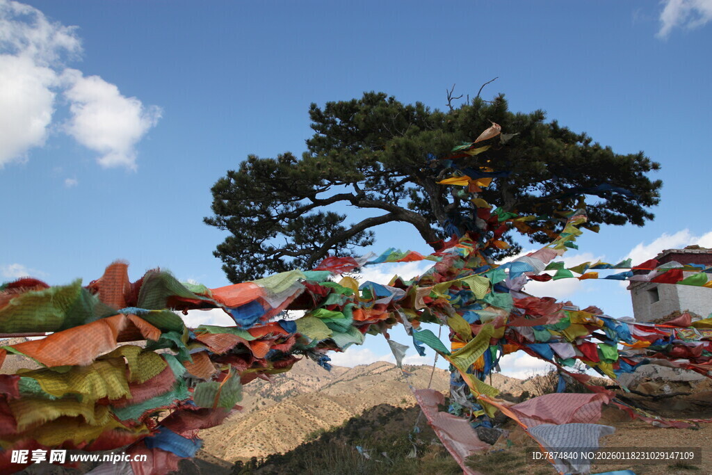 高原经幡旁的苍劲松树