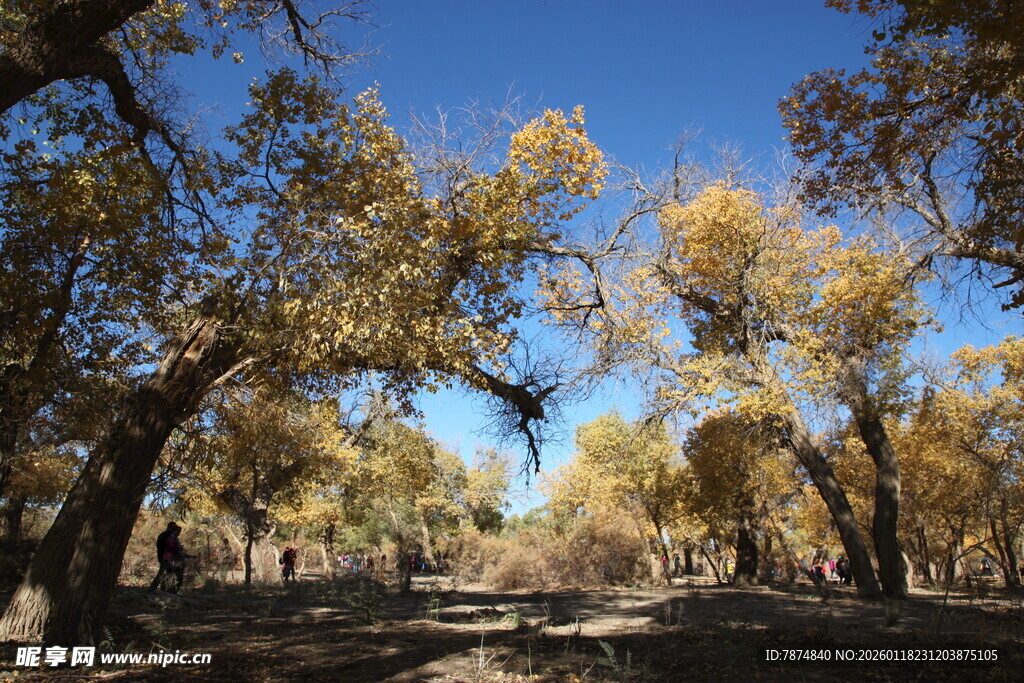 秋日胡杨林美景