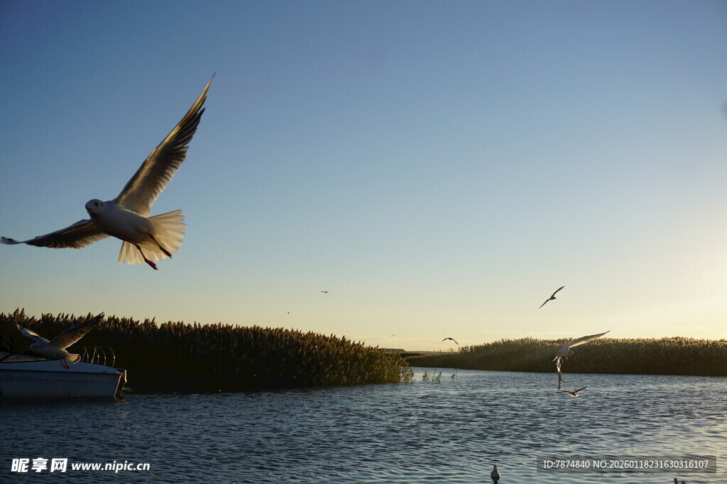 海鸥翱翔于宁静湖面