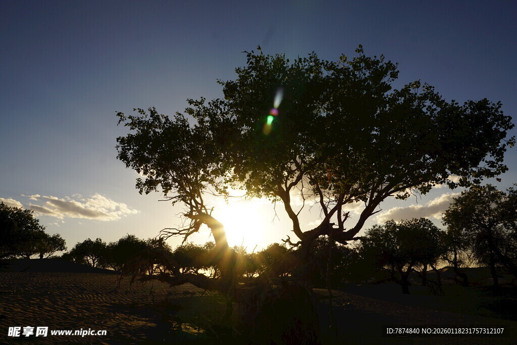 夕阳下的孤树美景