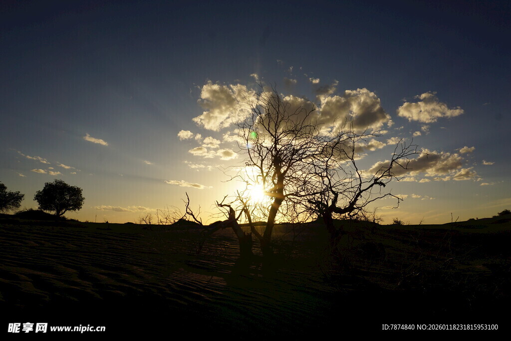 夕阳下的孤树剪影