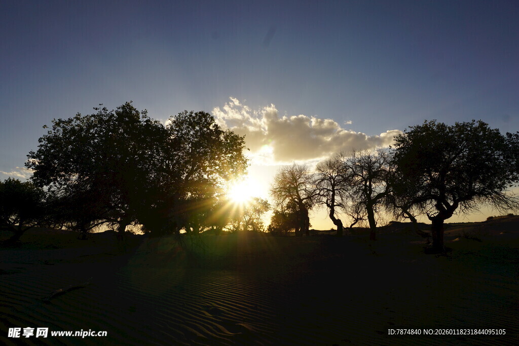 夕阳下的树木美景