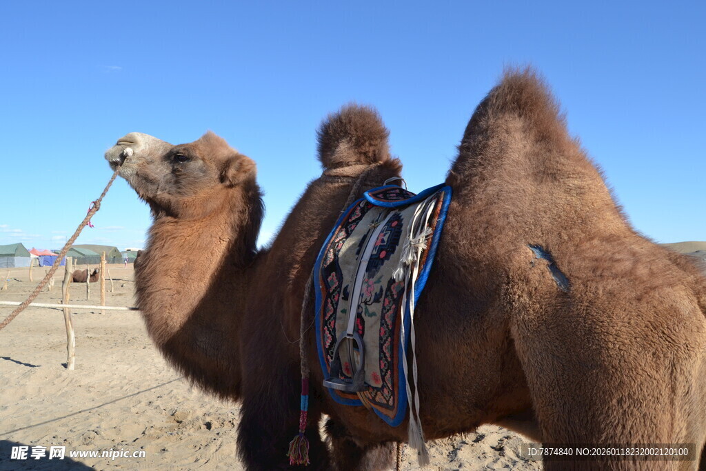 沙漠中的驮物骆驼