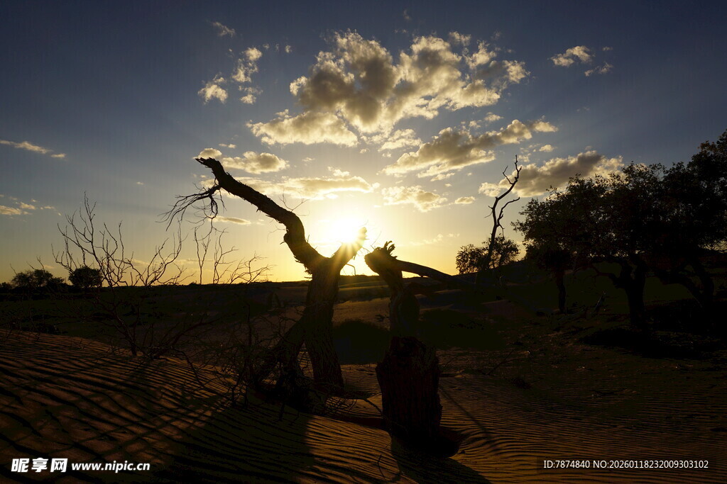 夕阳下的枯树景观