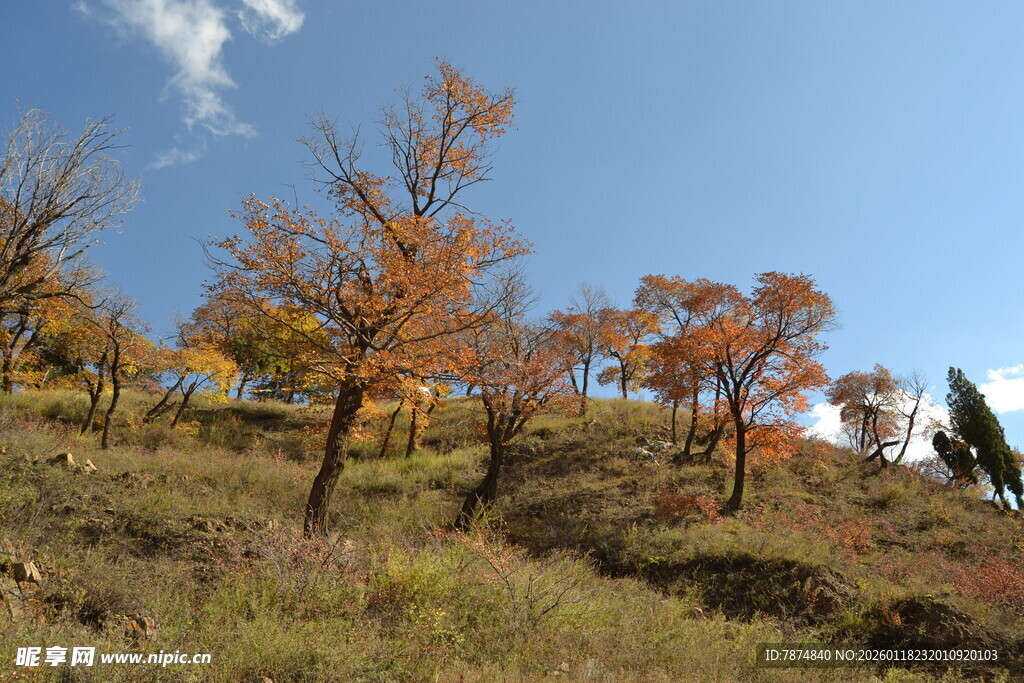 秋日山坡上的多彩树木