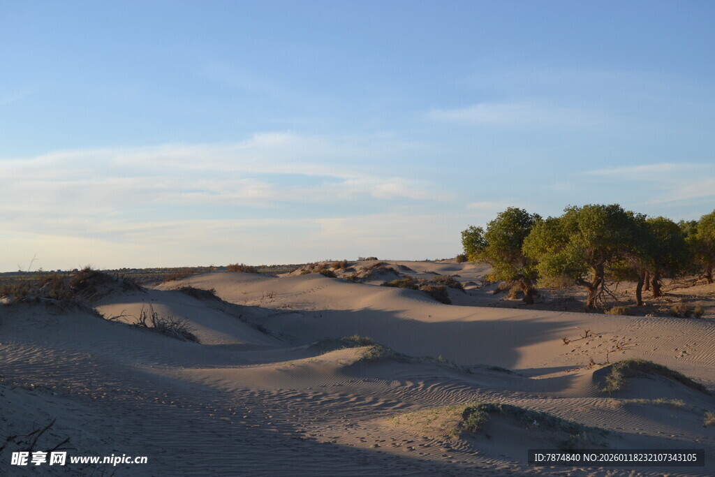 沙漠风光 远方绿树点缀