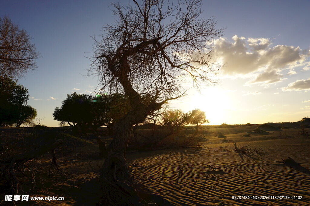 沙漠日落时分的枯树景观