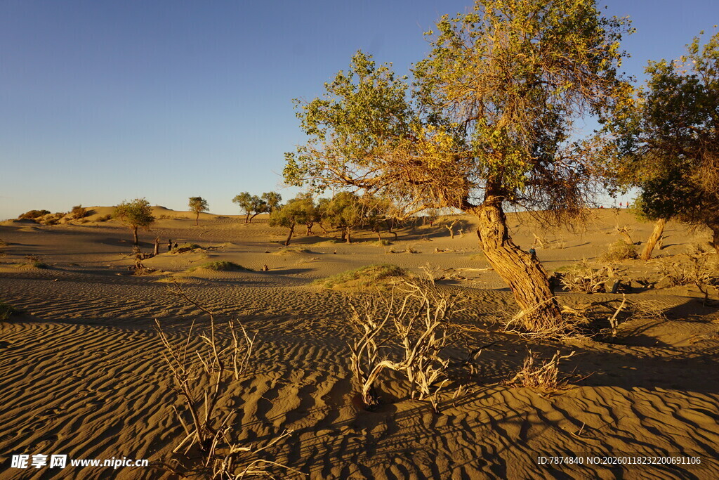 沙漠孤树 尽显苍凉之美
