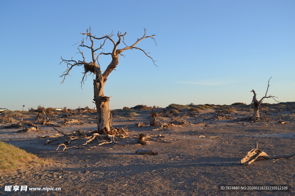 沙漠中枯树的荒凉景象
