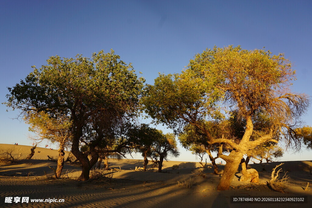 夕阳下的树林美景