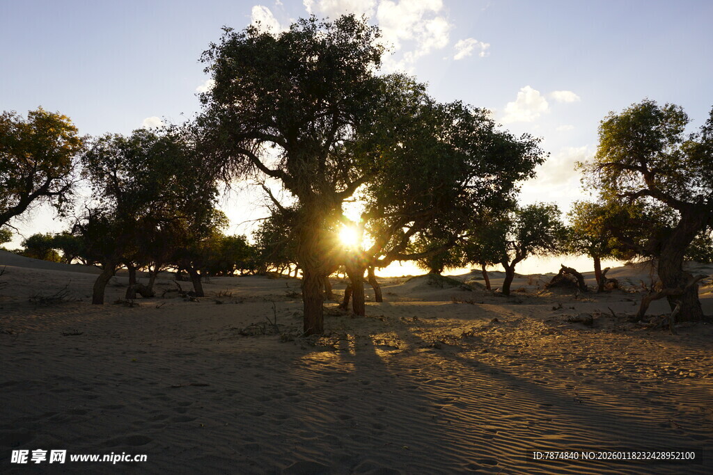 夕阳下的树林美景