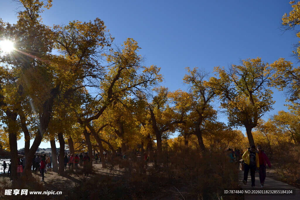 秋日胡杨林美景