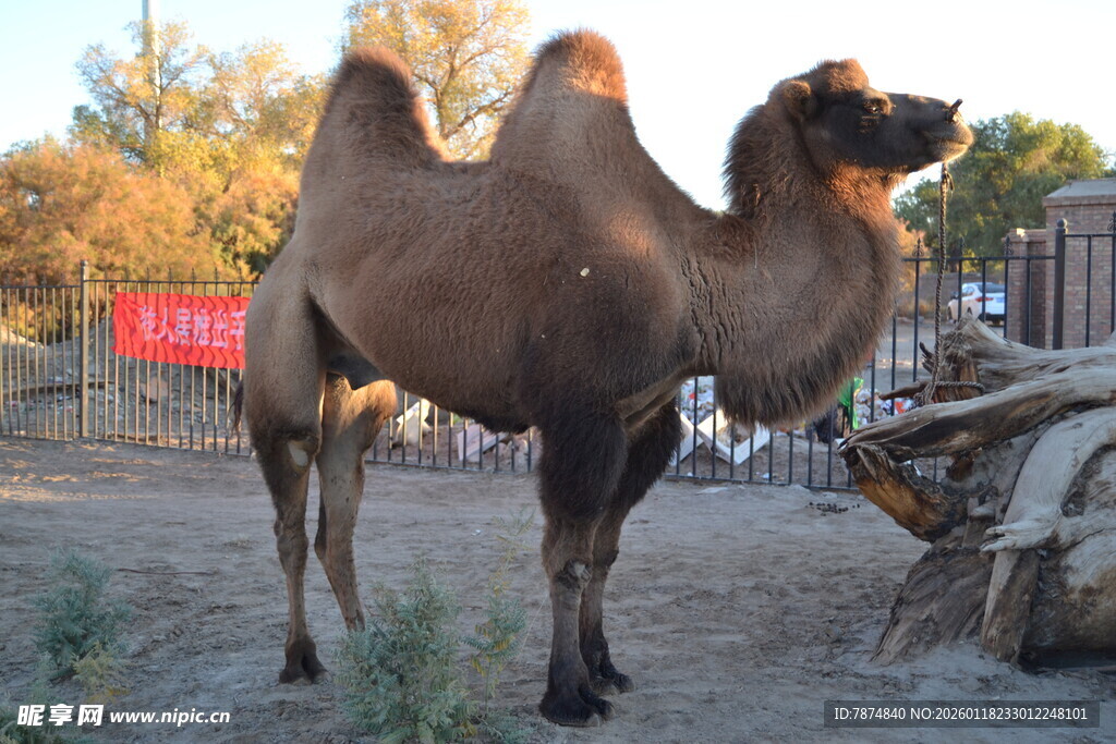 站立的双峰骆驼
