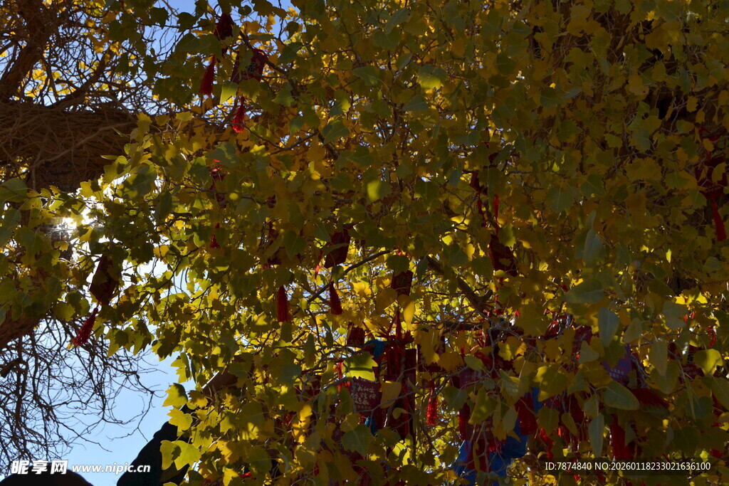 秋日银杏枝叶美景