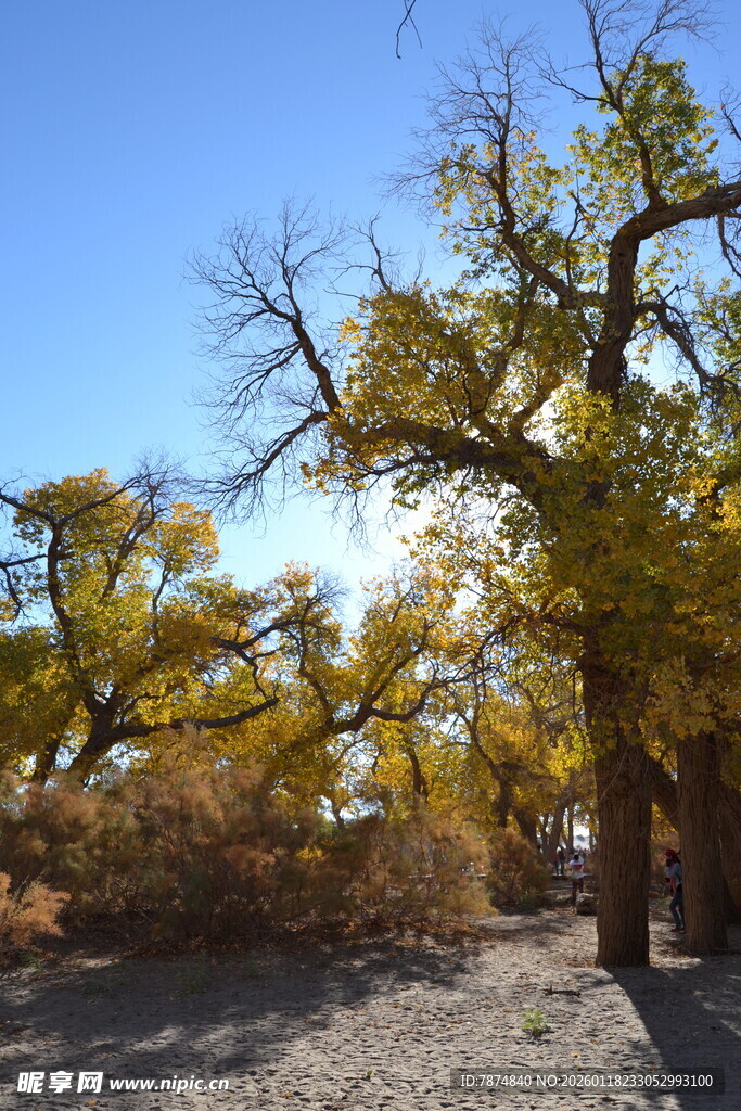 秋日胡杨林美景