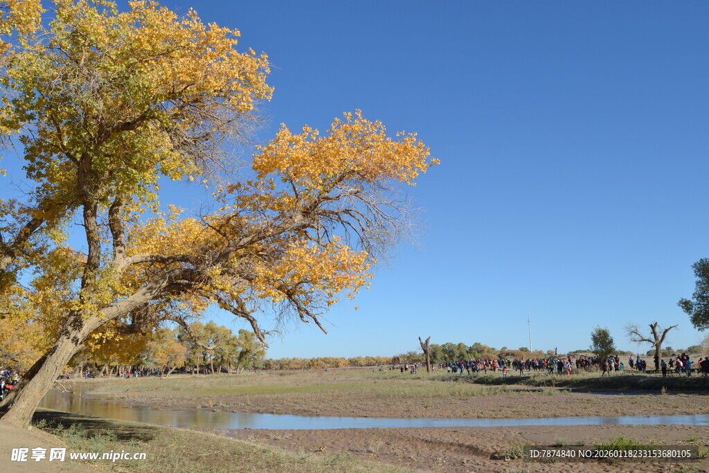 秋日旷野中的金黄树木