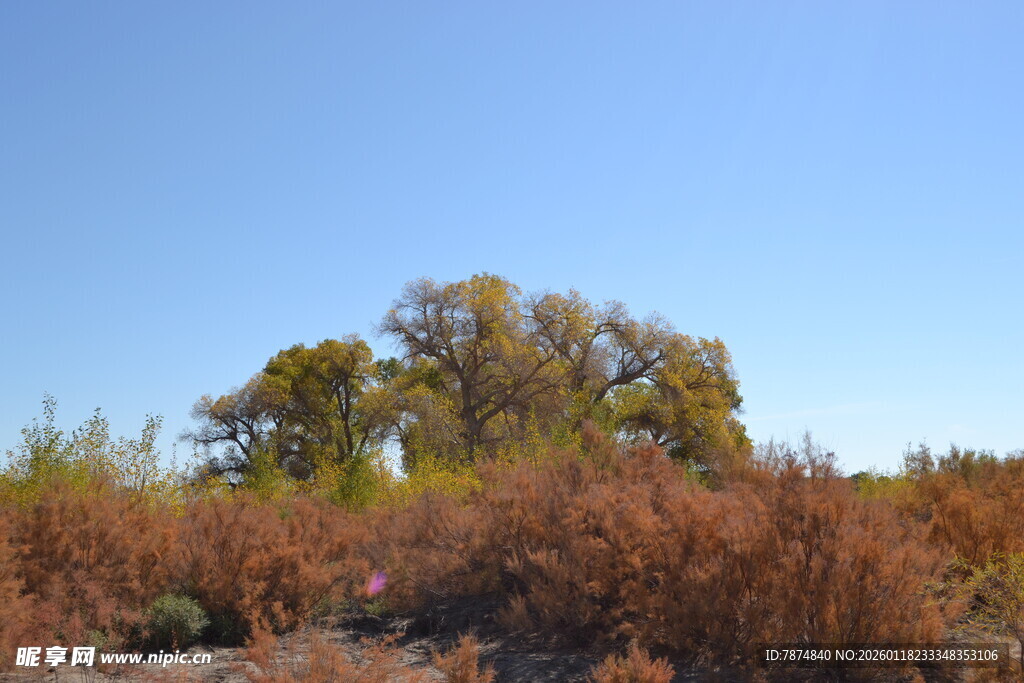 秋日旷野中的多彩植被