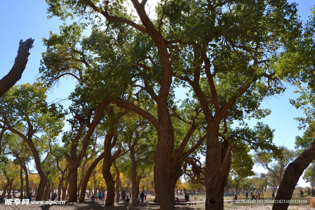 茂密树林中的粗壮树木