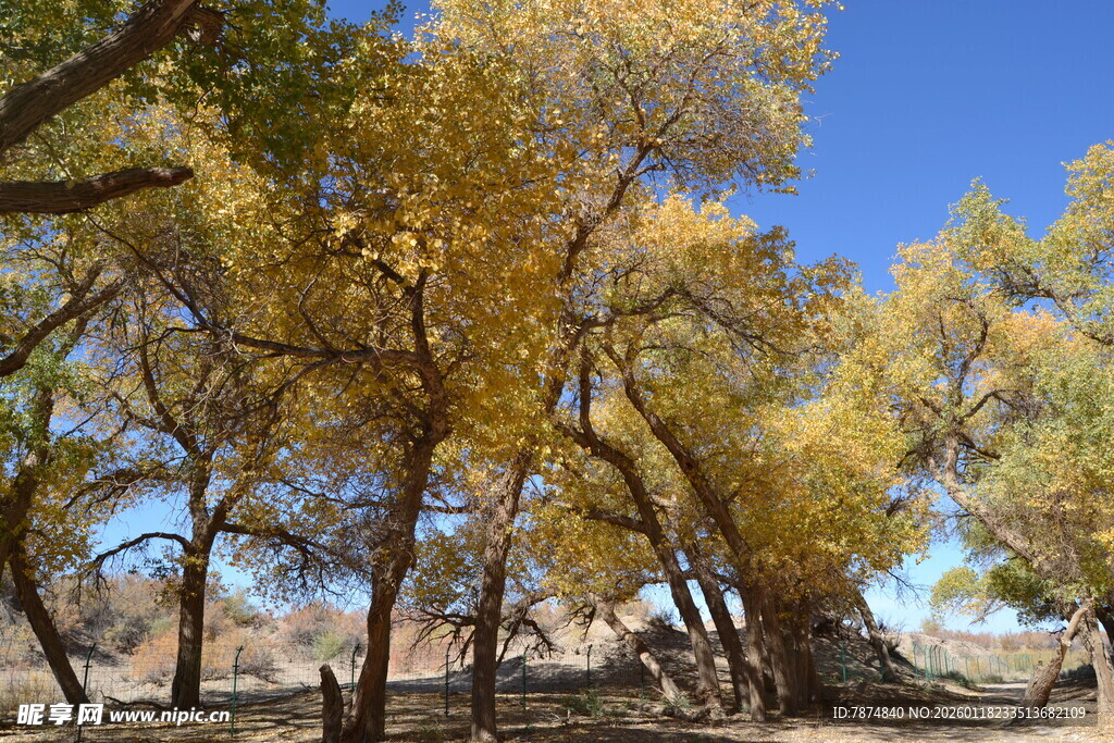 秋日胡杨林景色